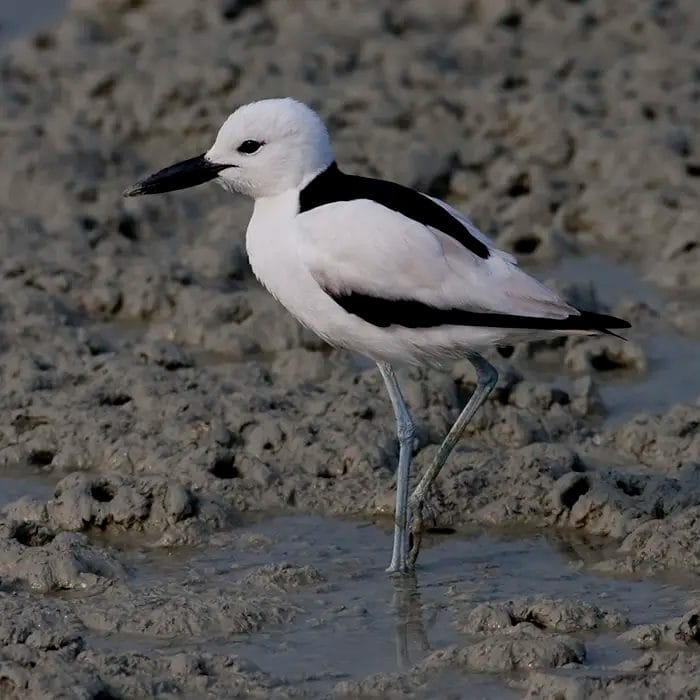Crab-plover Dromas ardeola