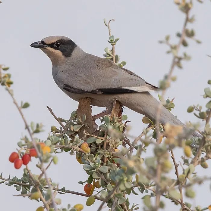 Hypocolius Hypocolius ampelinus سُوَيْدَاءٌ