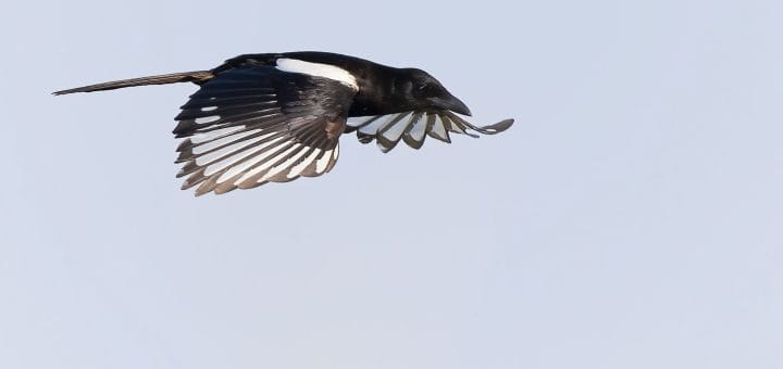 Asir Magpie Pica asirensis