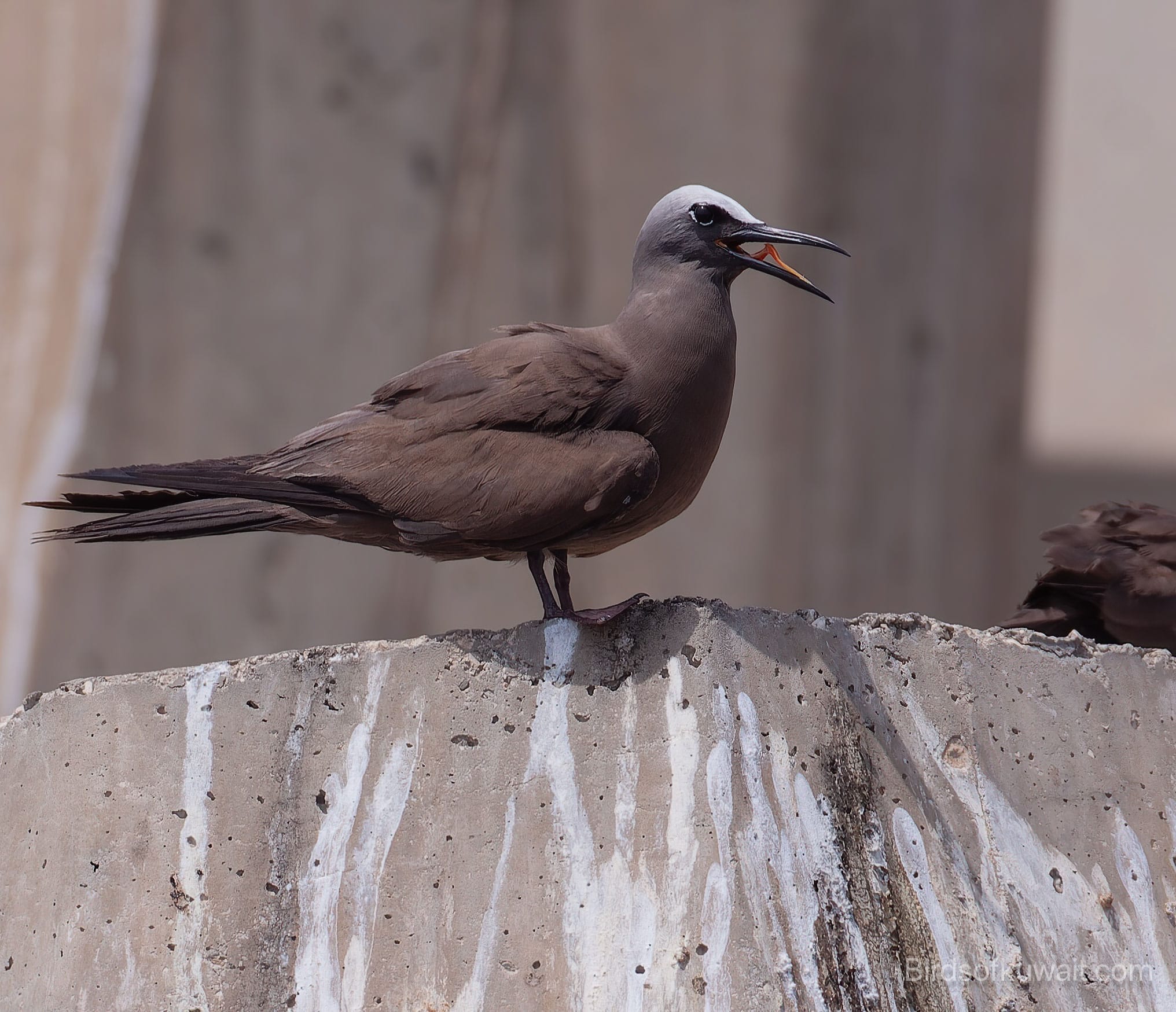 Brown Noddy Anous stolidus