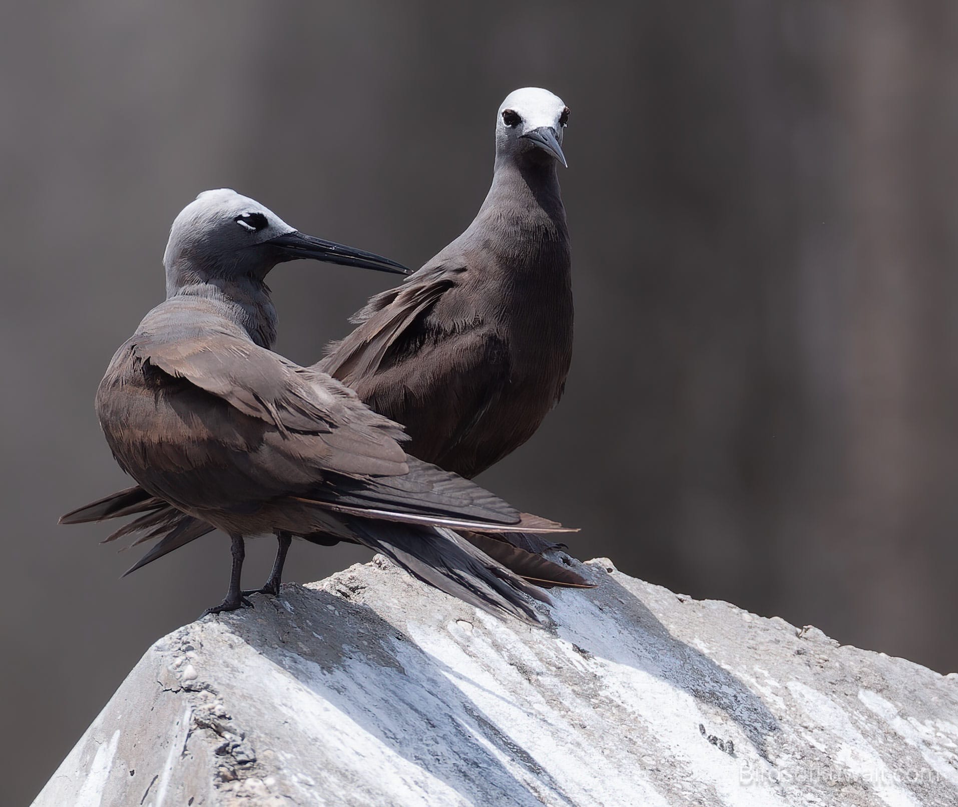 Lesser Noddy Anous tenuirostris