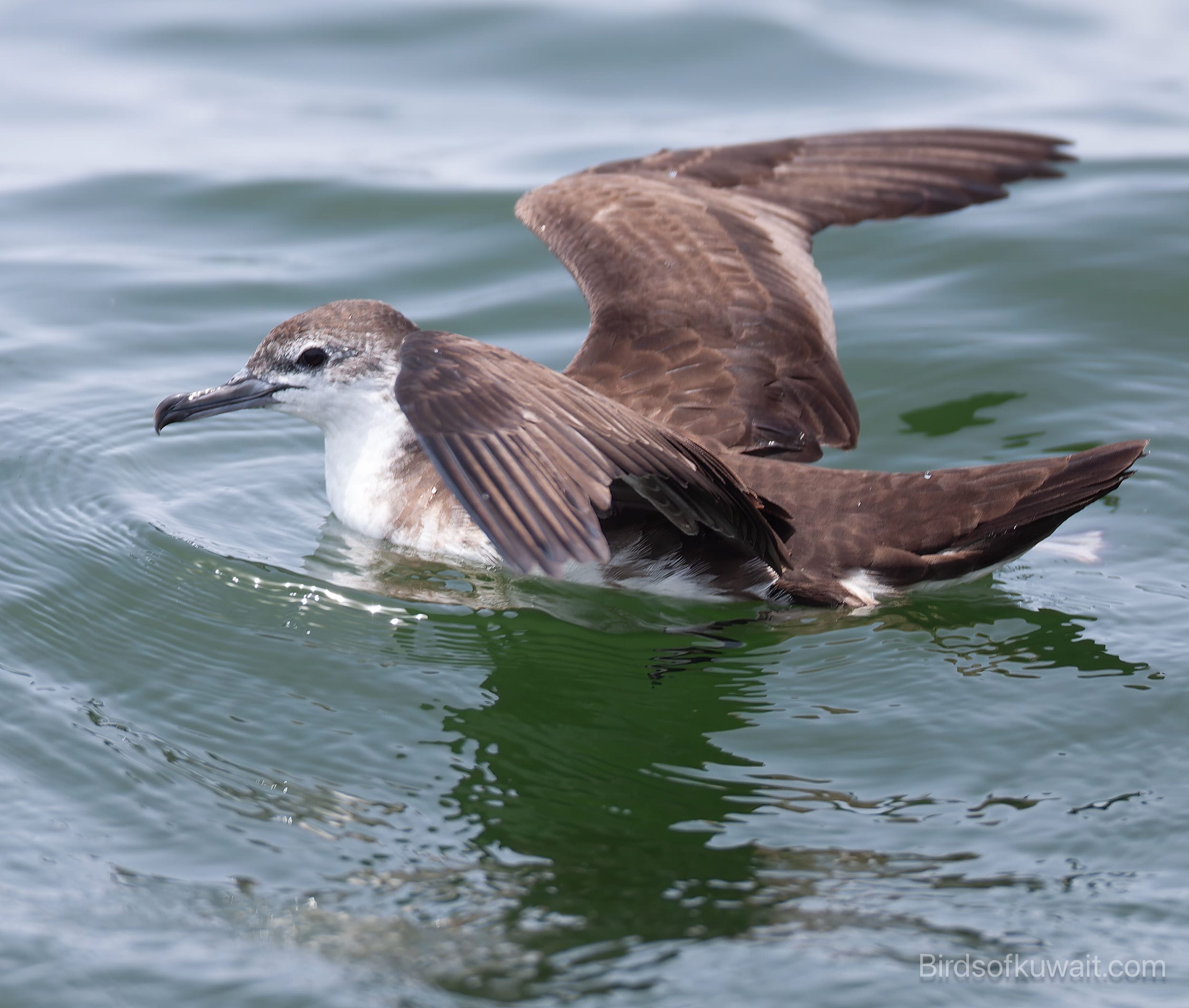 Persian Shearwater Puffinus persicus 