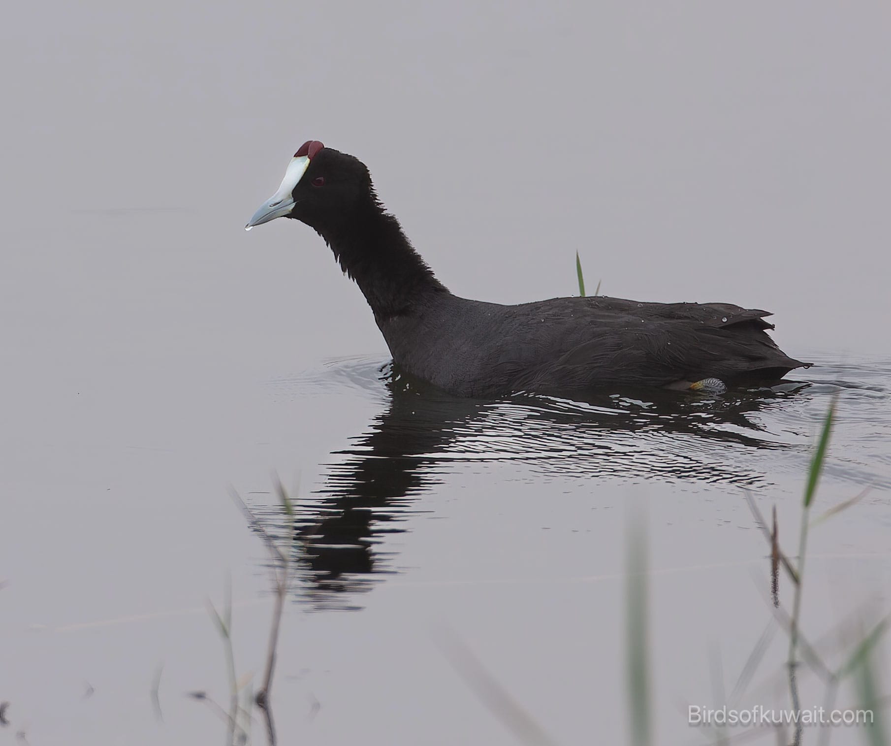 Red-knobbed Coot Fulica cristata